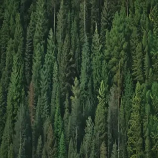trees background