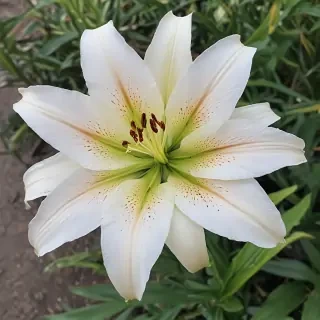 lily flower