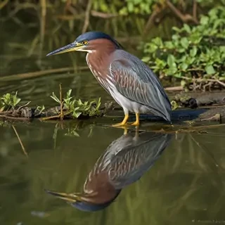 green heron