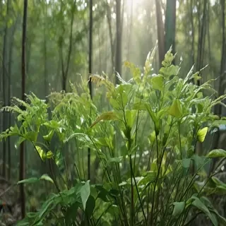transparent plants