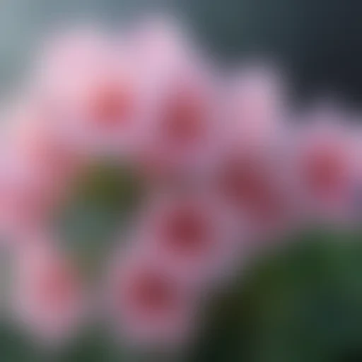 aesthetic flower desktop wallpaper