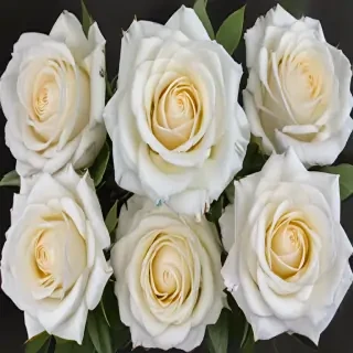 white roses png