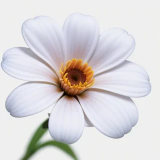 flower white bg