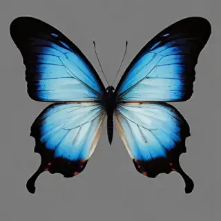 blue butterfly png