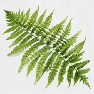 transparent fern png