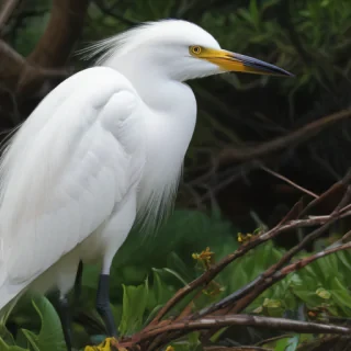 snowy egret