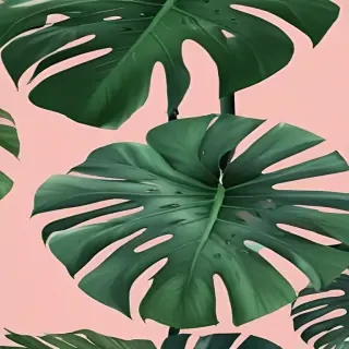 aesthetic monstera wallpaper