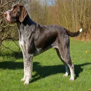 german wirehaired pointer