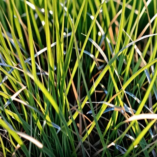 transparent grass