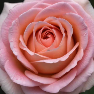 rose flower