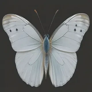 white butterfly png