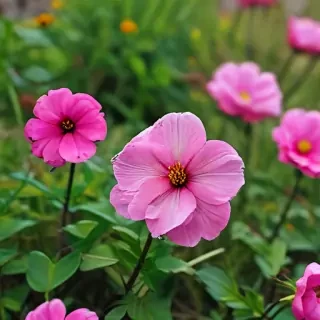 iphone flower nature wallpaper