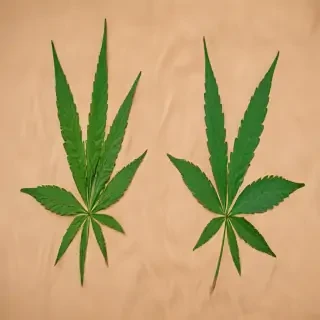 marijuana leaf