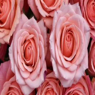 rose background wallpaper