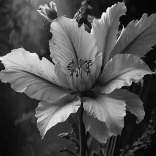 thank you black and white