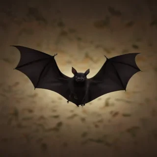 pics of halloween bats