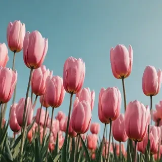 tulips wallpaper aesthetic