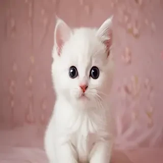 kitty backgrounds