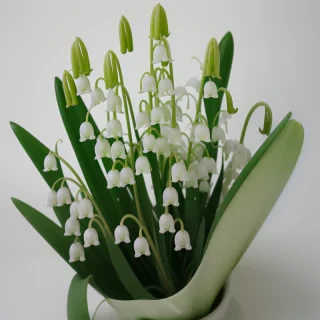 lily of the valley png
