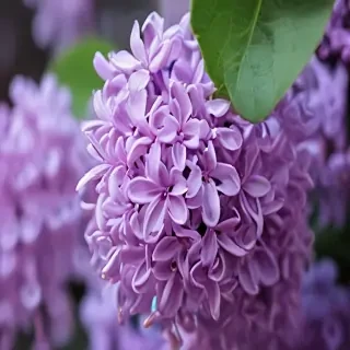 lilac iphone wallpaper