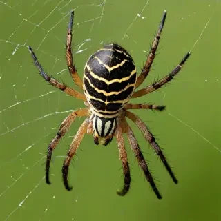 wallpapers of spiders