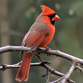 cardinal png