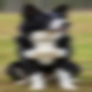 karelian bear dog