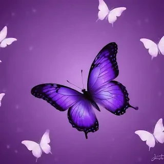 purple wallpapers butterfly
