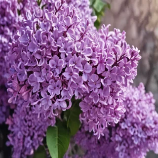 lilac iphone wallpaper