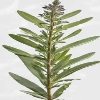 sage png