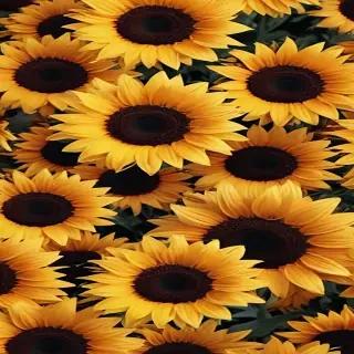 aesthetic sunflower wallpaper