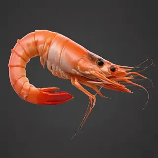 shrimp png