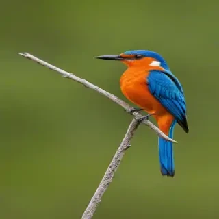 florida birds