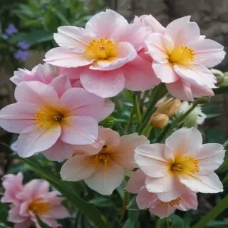 spring flowers
