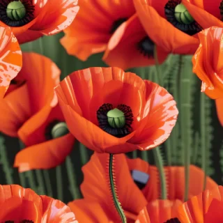 poppy flower