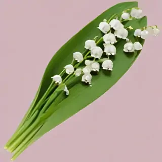 lily of the valley png