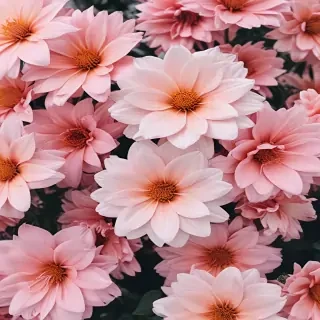 flower background aesthetic