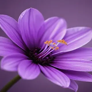 purple flower iphone wallpaper