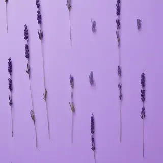 lavender background