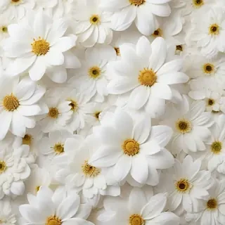 flower background white
