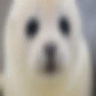 baby seal