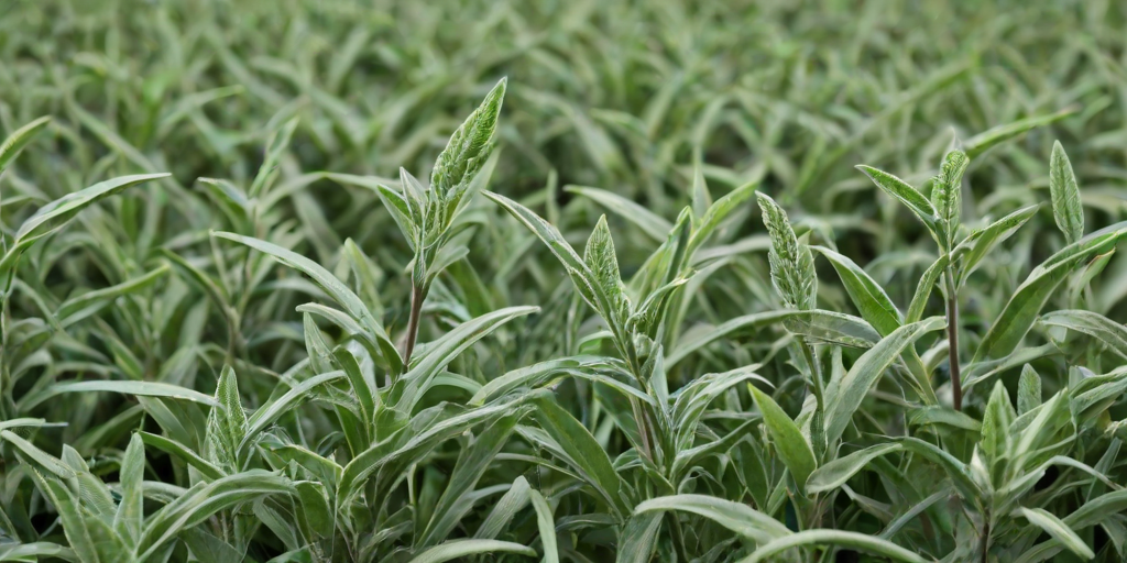 sage green images