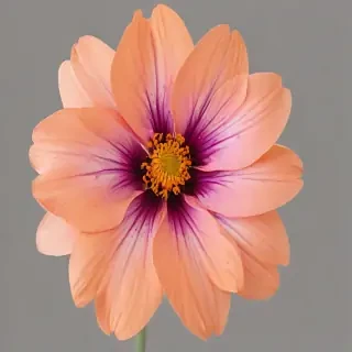 real flower png