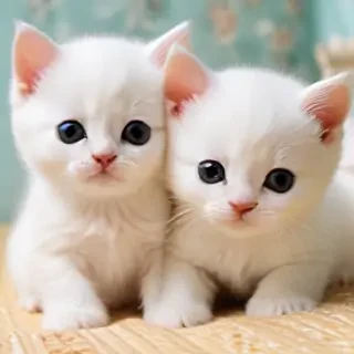 wallpapers of kitties