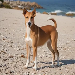 aegean breed