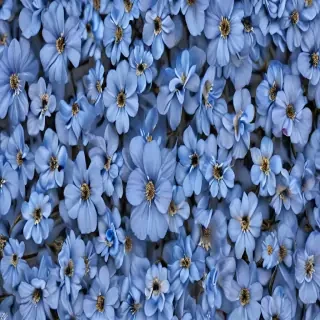 aesthetic blue flowers