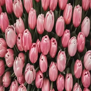 tulips wallpaper aesthetic