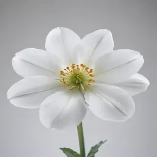 white flower transparent