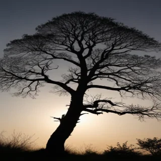 trees silhouette png