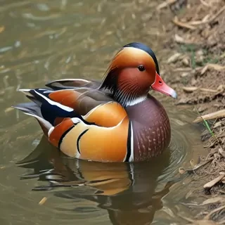mandarin duck